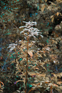 Close-up of plant