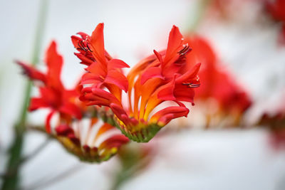 Close-up of red flowering plant