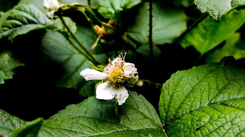 Close-up of honey bee on plant