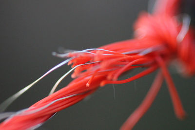 Close-up of red rose flower