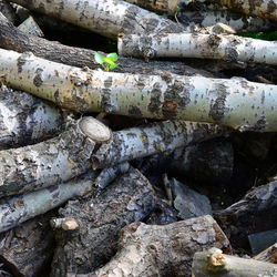 High angle view of logs in forest