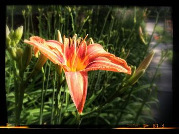 Close-up of red flowers