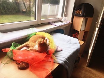 High angle view of cat lying on bed at home