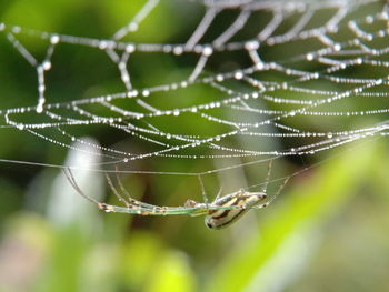 Close-up of spider on web