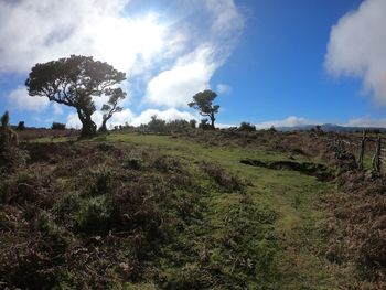 Scenic view of field against sky