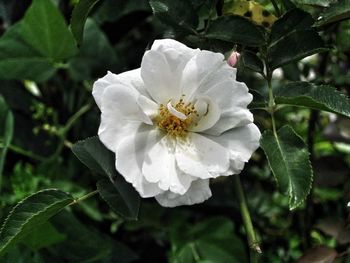 Close-up of white flower blooming outdoors