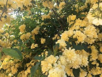 Close-up of yellow flowering plants