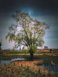 Reflection of trees in lake