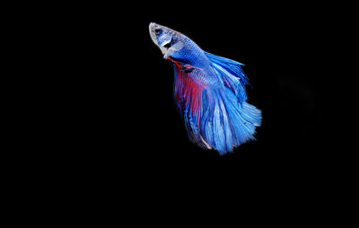 Close-up of blue macaw over black background