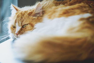 Close-up of cat resting