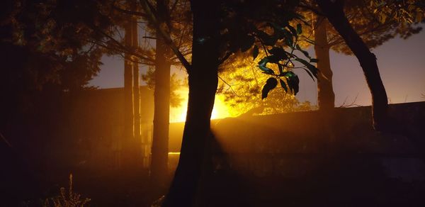 Light behind a tree silhouette 