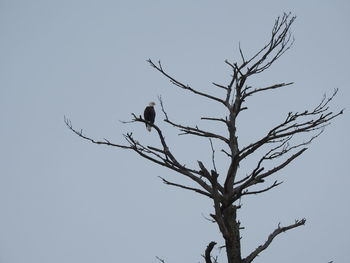 Low angle view of bird perching on bare tree against clear sky