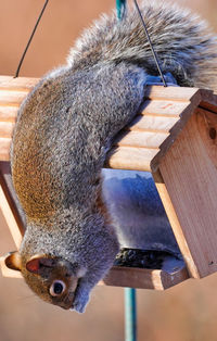 Squirrel hangs upside down after raiding the bird feeder