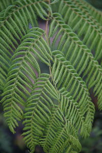 High angle view of fern leaves