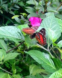 Close-up of butterfly on leaves