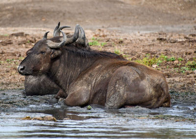 Side view of horse in a river