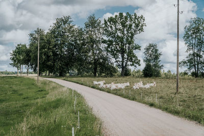 Road amidst trees against sky