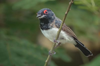 The black-throated wattle-eye is a species of bird in the family platysteiridae. 
