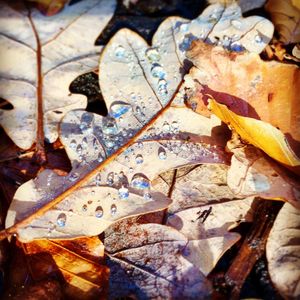 Close-up of maple leaves during autumn