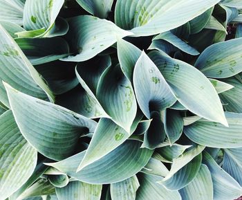 Full frame shot of flowering plant leaves