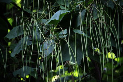 Close-up of plants growing on field