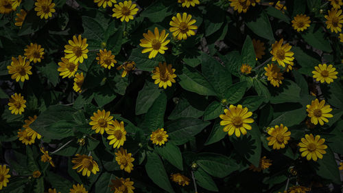 Close-up of yellow flowering plants