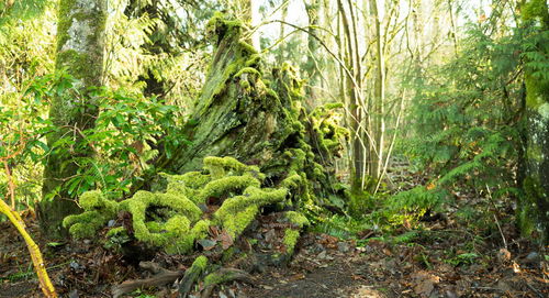 Plants growing in forest