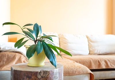 Stylish trendy home real interior with green house plant ficus on round wooden stump. copy space.