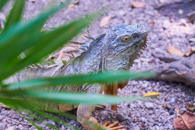 Close-up of iguana