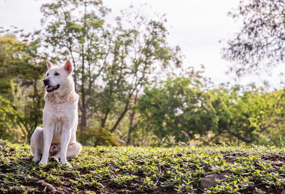 View of a dog looking away on field