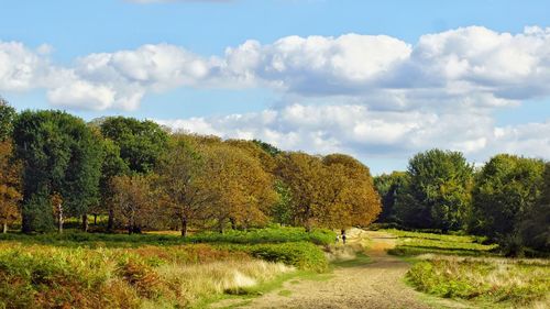 Trees on field against sky