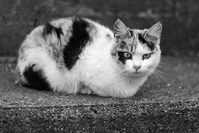 Portrait of cat relaxing outdoors