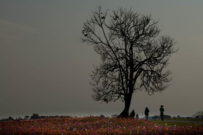 Silhouette bare tree on field against sky