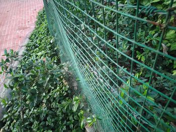 Close-up of fresh green plants against wall