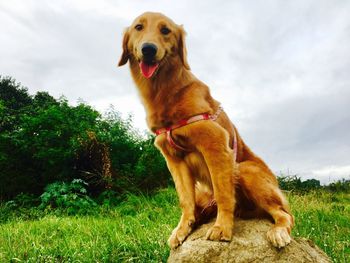 Dog in park against sky