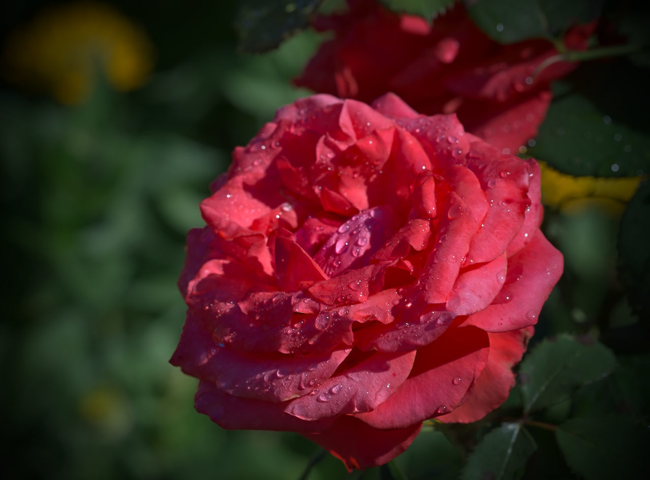 CLOSE-UP OF WET RED ROSE IN BLOOM