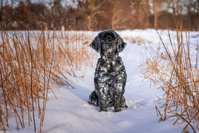 View of dog on snow covered land