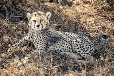 Portrait of cat relaxing on land