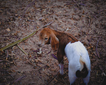 High angle view of dog on field