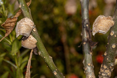 Close-up of snail on tree