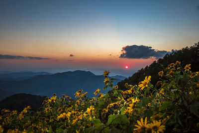 Scenic view of yellow flowering plants against sky during sunset