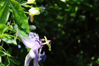 Close-up of purple flower
