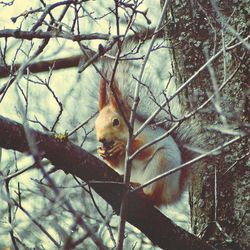 Close-up of squirrel on branch