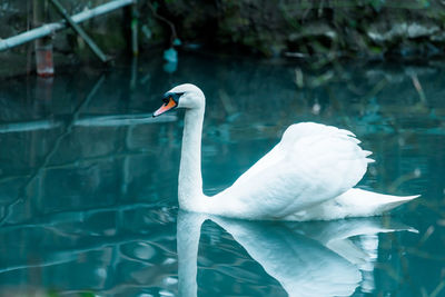 Swan swimming in lake