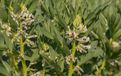 Close-up of butterfly pollinating on flower