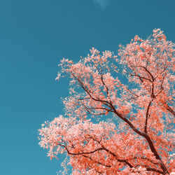 Low angle view of tree against blue sky