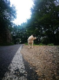 View of a dog walking on road