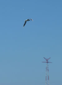 Low angle view of bird flying against clear blue sky