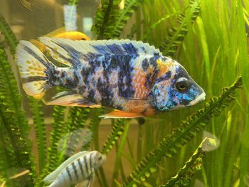 Close-up of fish swimming in aquarium