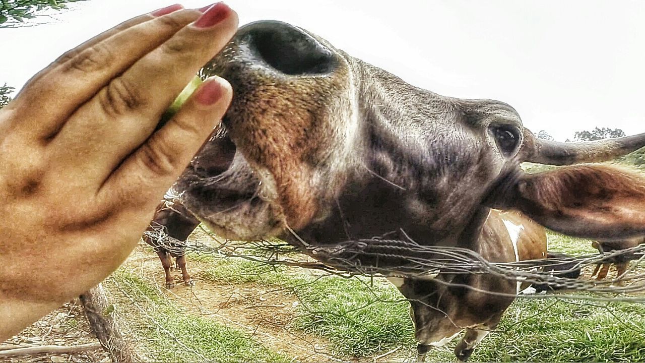 animal themes, mammal, domestic animals, horse, livestock, one animal, herbivorous, part of, animal head, field, working animal, close-up, person, standing, two animals, animal body part, bridle, clear sky, cropped, day